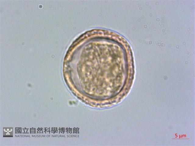 小花清風藤藏品圖，第1張