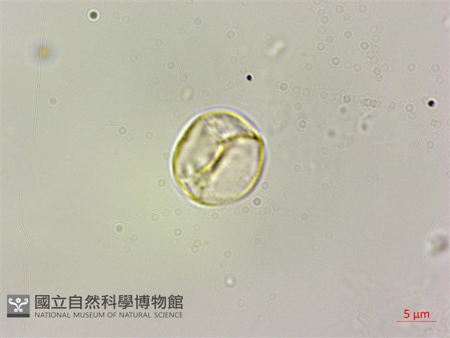 毛花點草藏品圖，第1張