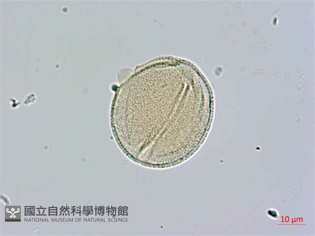 山菜豆藏品圖，第1張