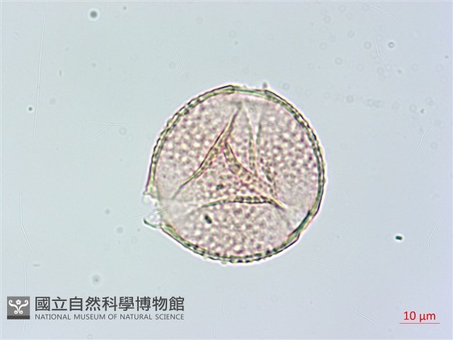 茅瓜藏品圖，第2張