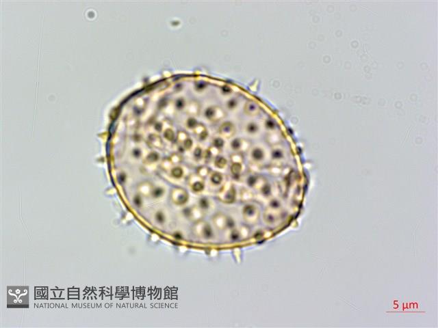 登錄號:S125708藏品圖，第1張