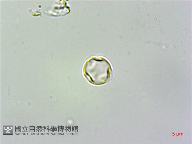 苦苣苔藏品圖，第1張