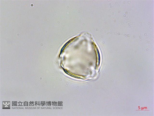 台灣佛甲草、石板菜藏品圖，第1張