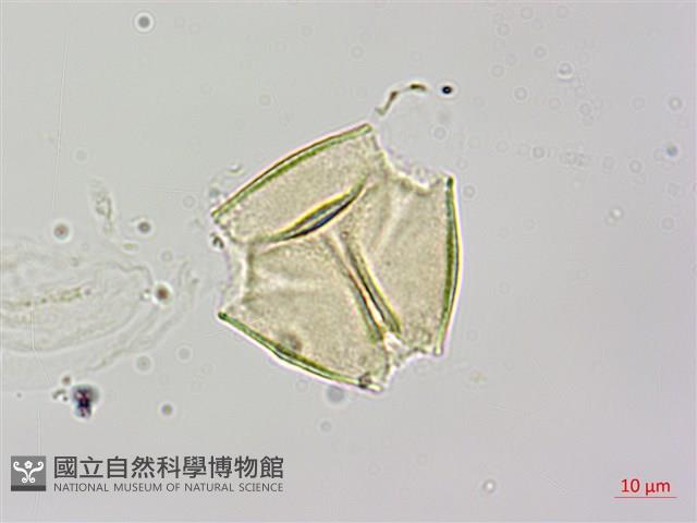 烏皮九芎、奮起湖野茉莉藏品圖，第1張