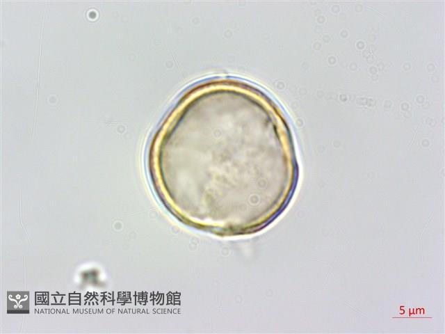 石月、橢圓葉石月藏品圖，第1張