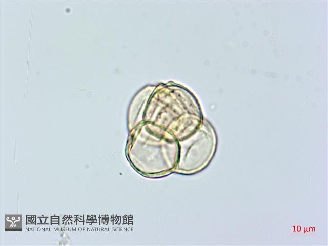 紅花鹿蹄草藏品圖，第1張