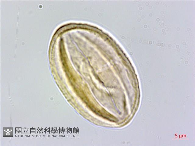 五葉山芹菜藏品圖，第1張