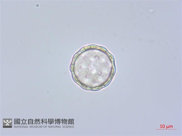 凹葉野莧菜藏品圖，第2張