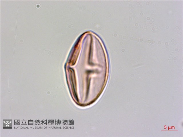 水鴨腳藏品圖，第2張