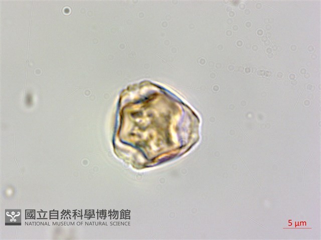 溪頭秋海棠藏品圖，第2張