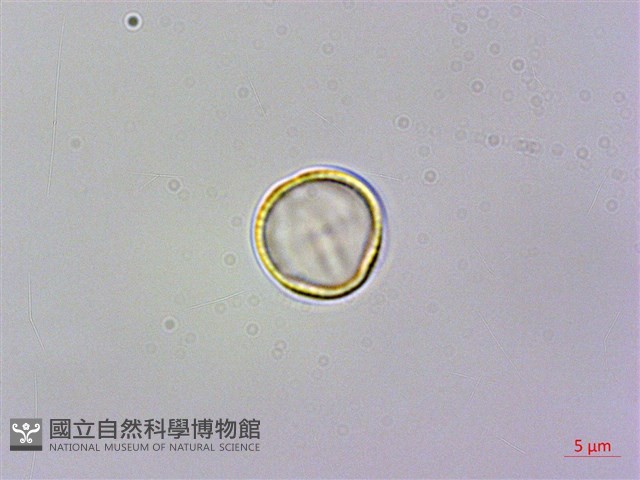 旋莢木、錐序蛛毛苣苔藏品圖，第1張