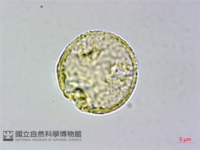 蘭嶼榿葉懸鉤子藏品圖，第1張