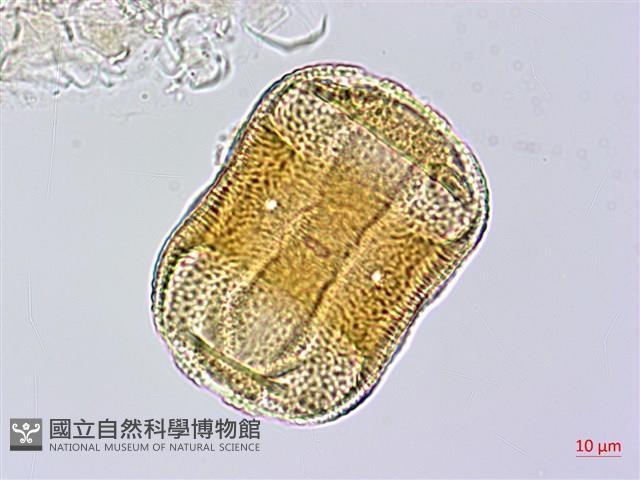赤道櫻草藏品圖，第1張