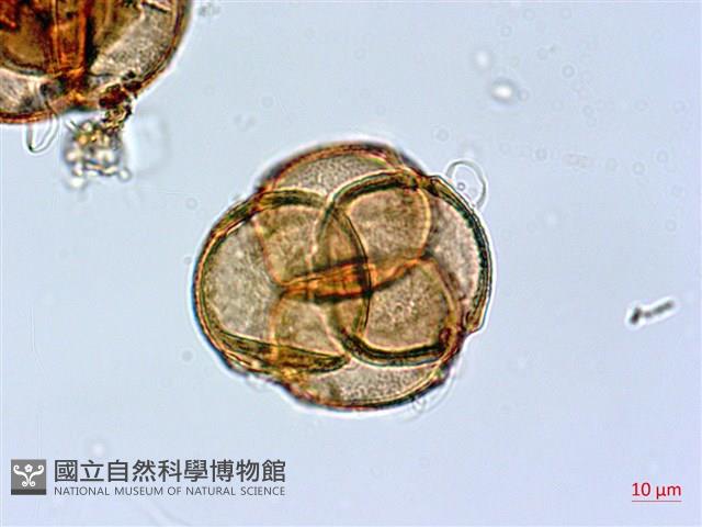 鹿角杜鵑、西施花、青紫木藏品圖，第2張