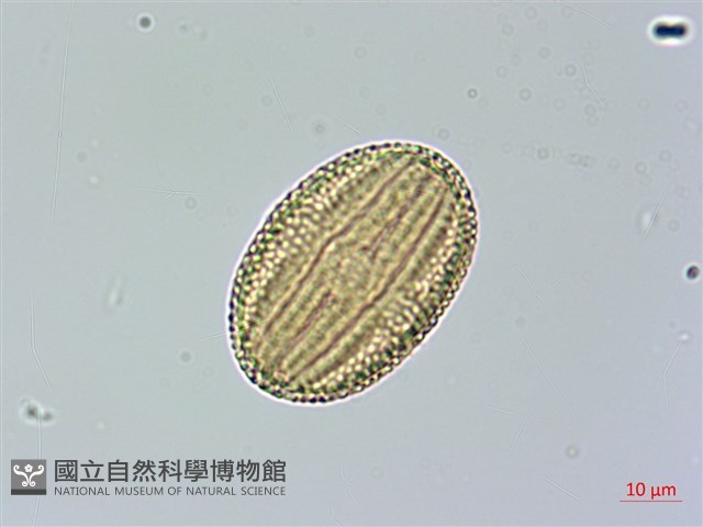 槍刀菜藏品圖，第2張