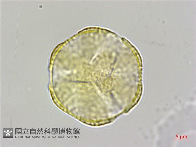 蘭嶼厚殼樹藏品圖，第2張