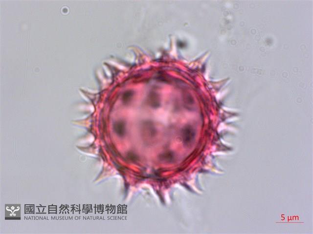 雙花蟛蜞菊藏品圖，第2張