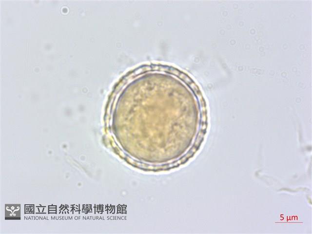 平柄菝契藏品圖，第1張