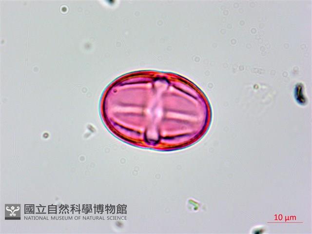 茅毛珍珠菜藏品圖，第2張