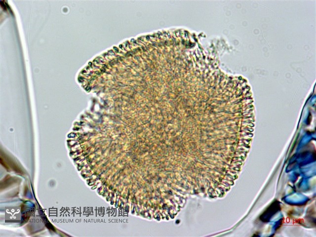 芹葉牻牛兒苗藏品圖，第1張