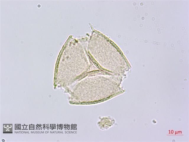 賽山梅藏品圖，第1張