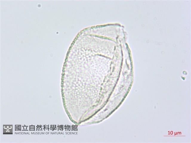 阿里山假寶鐸花藏品圖，第1張