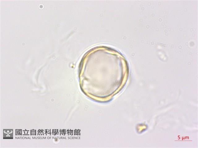 癭椒樹藏品圖，第1張