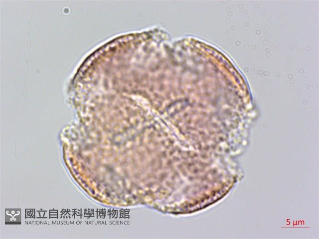 銹毛鐵線蓮藏品圖，第1張