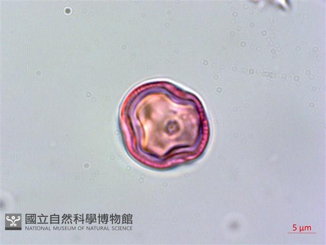 雄胞囊草、槳果苣苔藏品圖，第1張