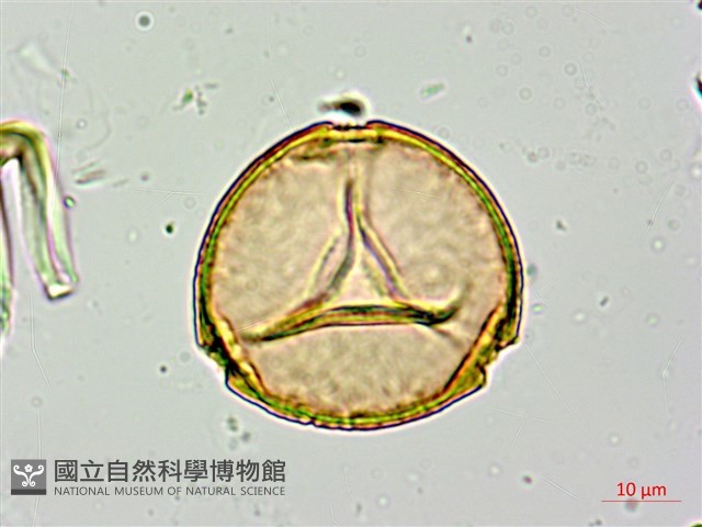 長果月橘藏品圖，第2張
