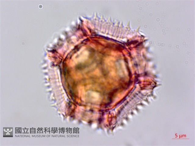 鵝仔草藏品圖，第1張