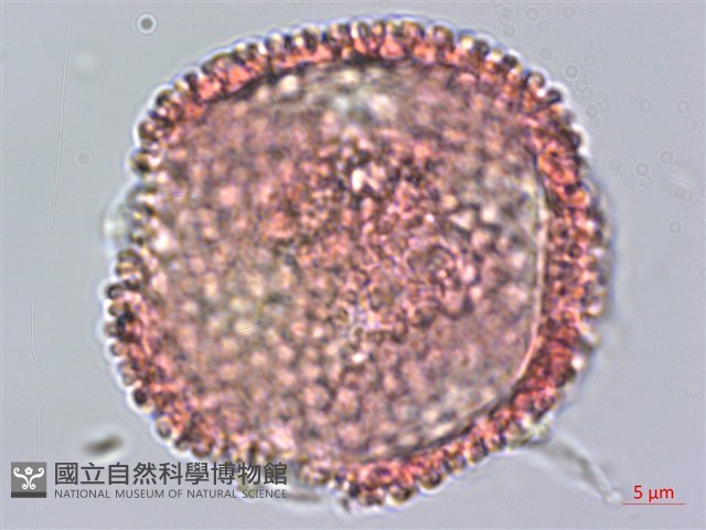 白樹仔藏品圖，第1張
