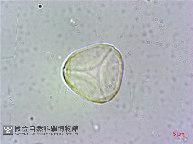 台灣棒花蒲桃藏品圖，第2張