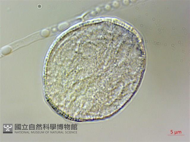 紫蘇、荏藏品圖，第1張