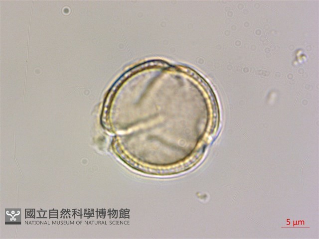 長花鐵線蓮藏品圖，第1張