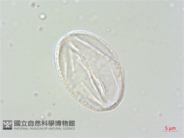 毛地黃藏品圖，第1張
