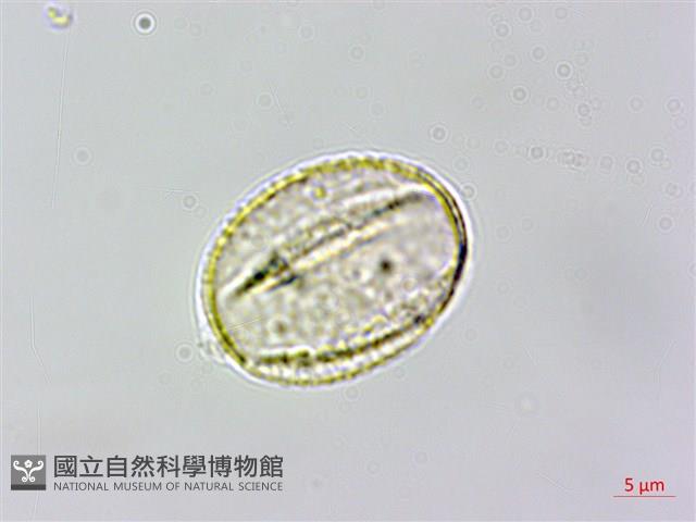台灣刺蕊草藏品圖，第1張