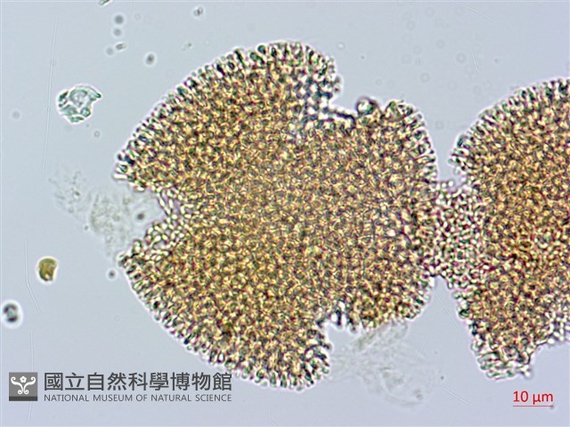 漢紅魚腥草藏品圖，第1張