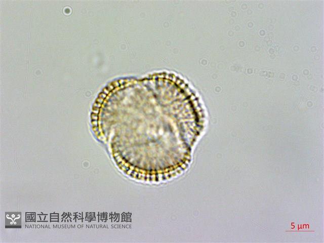 焊菜藏品圖，第1張