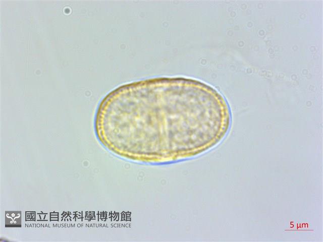 紫花竊衣藏品圖，第1張