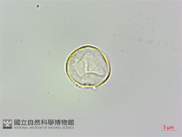 脈果石薯藏品圖，第1張