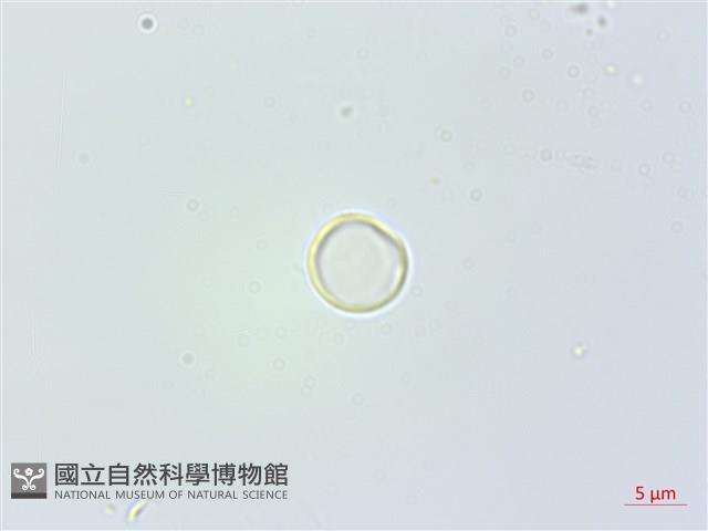 花點草藏品圖，第1張