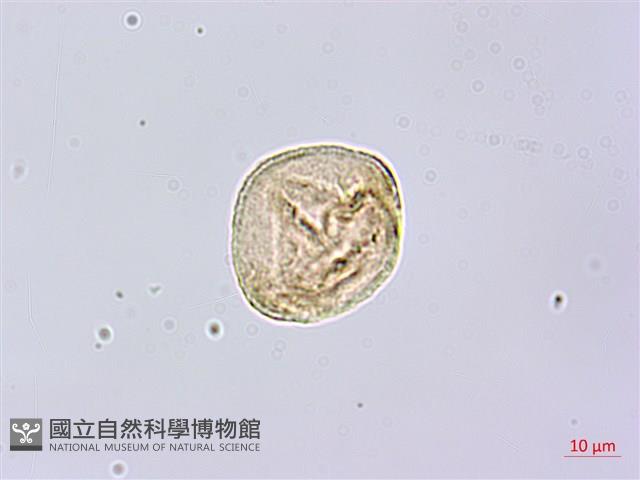 垂珠花藏品圖，第1張