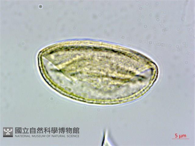 霧社山櫻花藏品圖，第1張