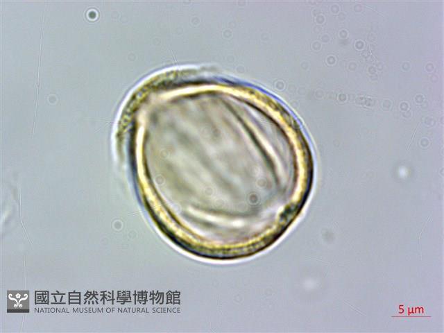 大屯尖葉槭, 川上氏槭藏品圖，第2張