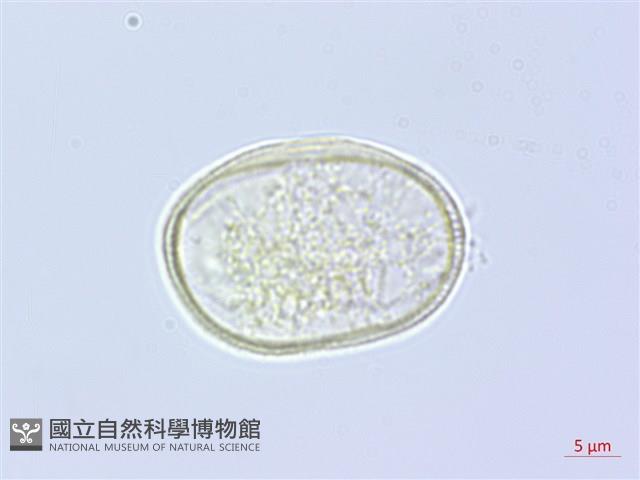 登錄號:S060163藏品圖，第1張