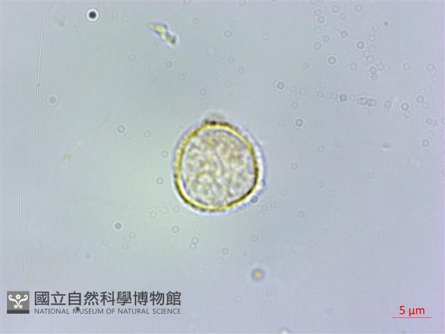 絨莖樓梯草藏品圖，第1張