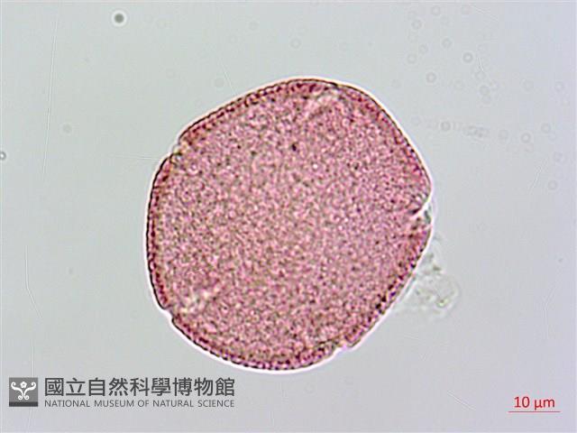 Small-leaf Lasianthus Collection Image, Figure 1, Total 3 Figures