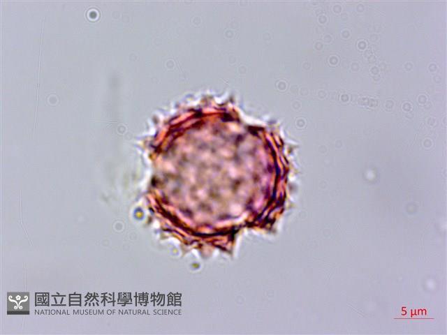 紫花霍香薊藏品圖，第2張