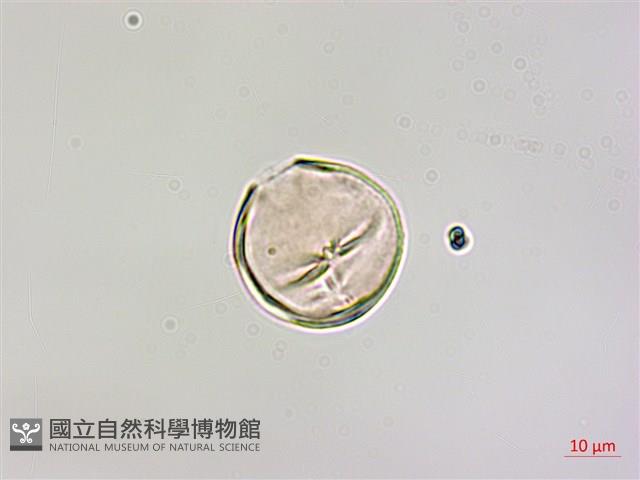 柿寄生藏品圖，第1張